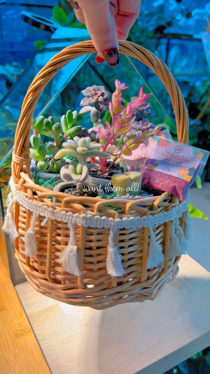 Wicker basket filled with colorful succulent plants and decorated with white tassels.