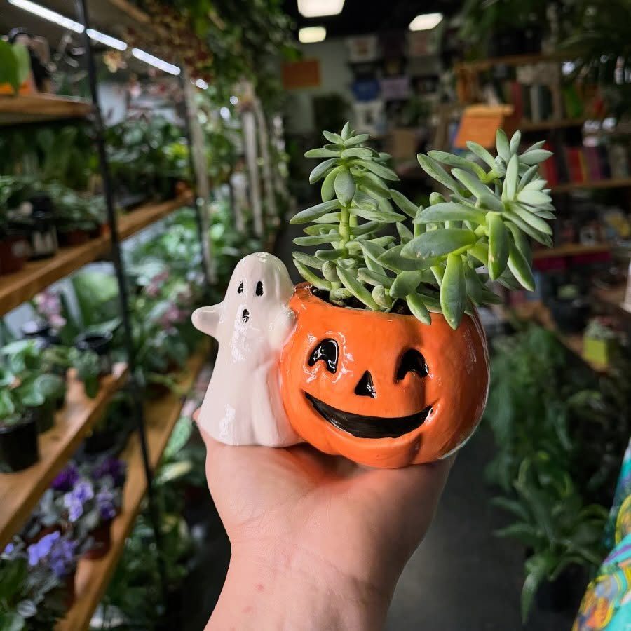 Pumpkin shaped ceramic planter with a succulent and a small ghost figurine.