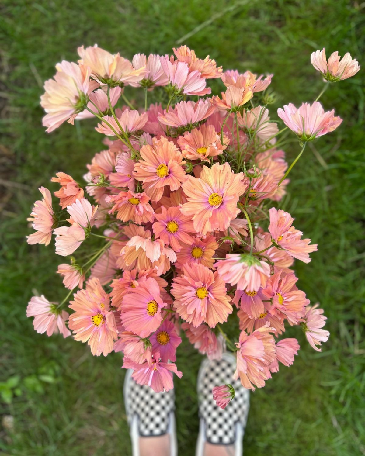 Peach and pink cosmos flower bouquet held over green grass and checkered shoes.