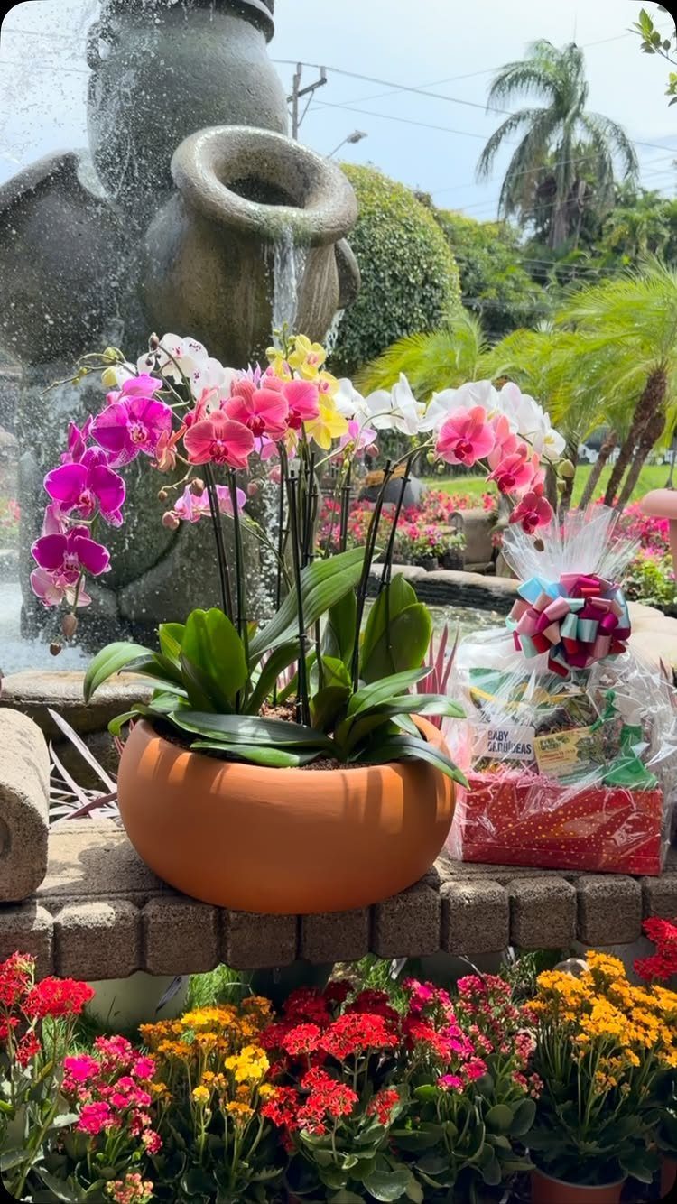Orchids in a terracotta pot and a wrapped gift basket in a garden.