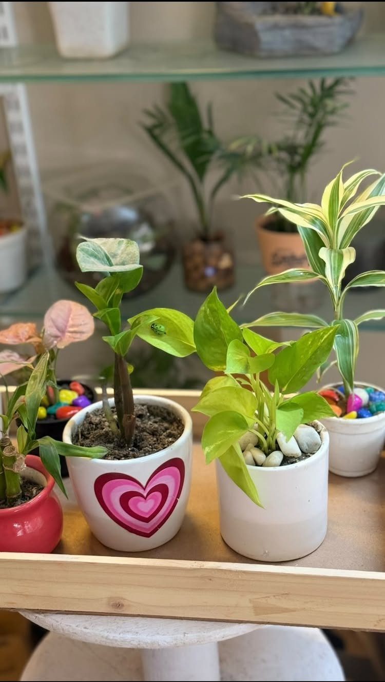 Small potted houseplants on a wooden tray, including one with a pink heart.